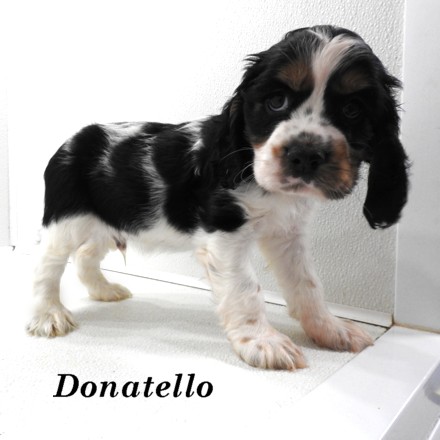 puppy, for, sale, Cockilier, Joe & Cherri  Overlease, dog, breeder, Miller, MO, dog-breeder, puppy-for-sale, forsale, nearby, find, puppyfind, locator, puppylocator, aca